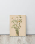 Daisies and Queen Ann's Lace | Canvas Print