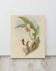 Myiabeillia typica (Abeille's Hummingbird) | Canvas Print