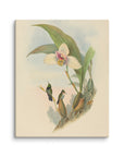 Myiabeillia typica (Abeille's Hummingbird) | Canvas Print