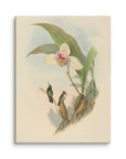 Myiabeillia typica (Abeille's Hummingbird) | Canvas Print